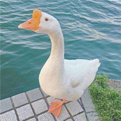 大众彩票入口welcome